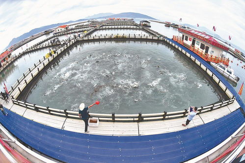 海清魚(yú)躍喜豐收 海水養(yǎng)殖技術(shù)研發(fā)的突破與前景