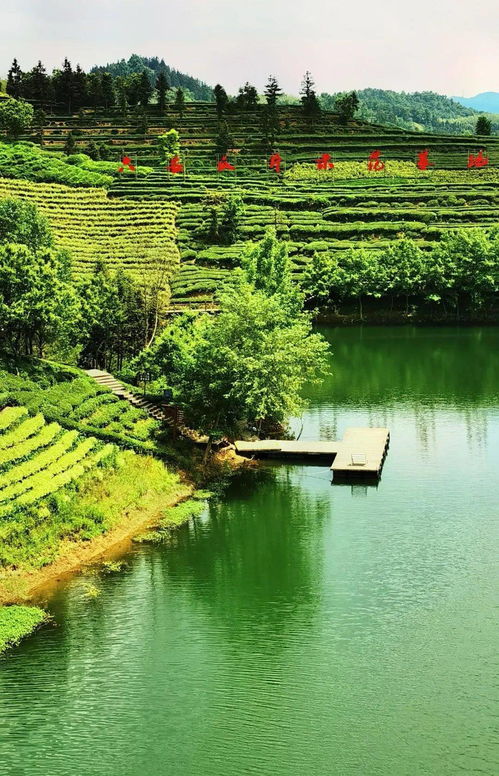 大美金寨 六安西茶谷，一葉傾城醉山水